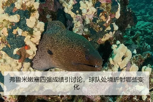弗鲁米嫩塞四强成绩引讨论，球队处境折射哪些变化